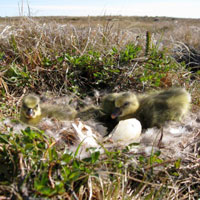 tundra nest