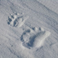 bear tracks in snow